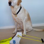 Zoe the guide dog sitting down with guide dog harness beside her