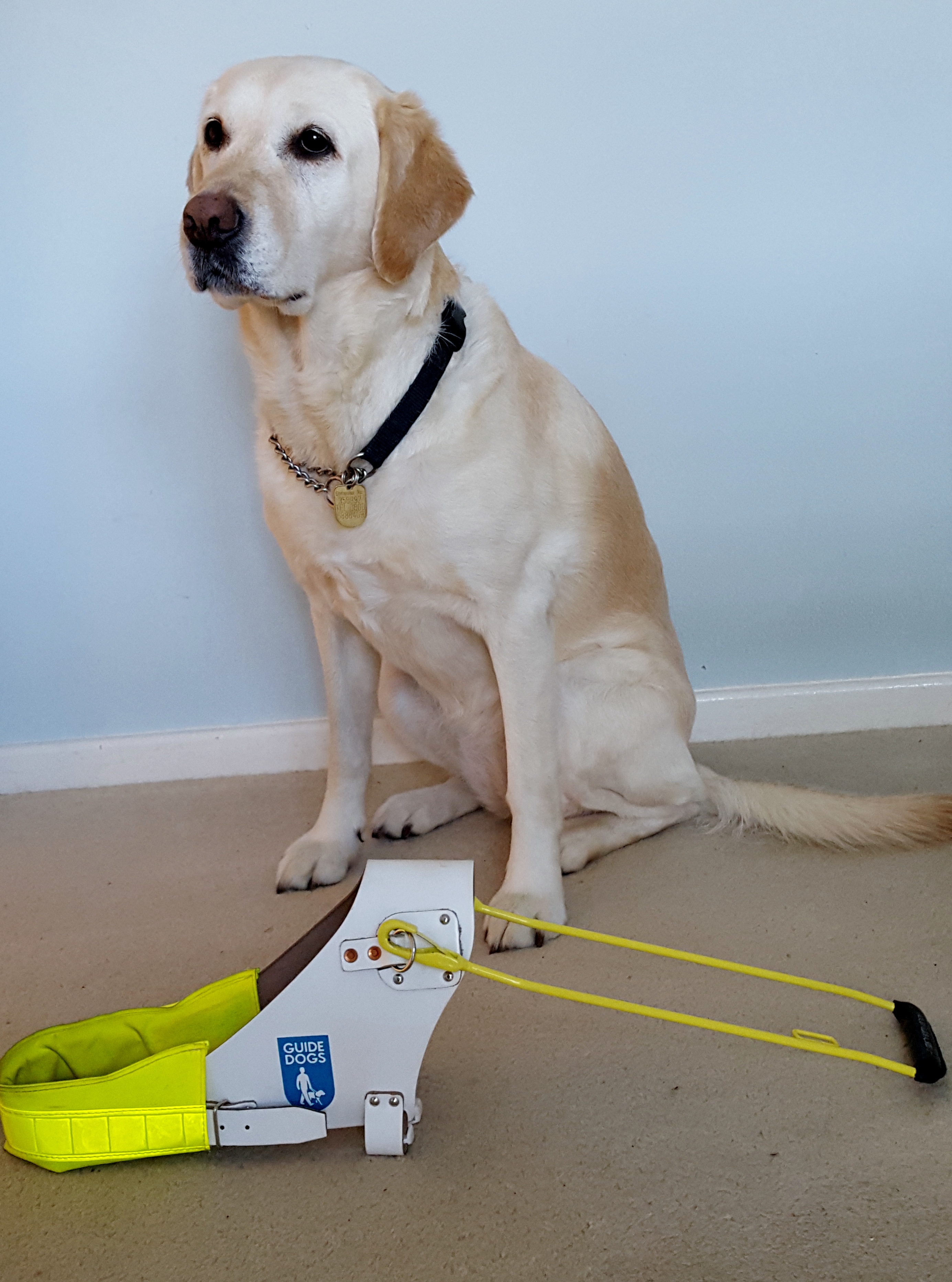Zoe the guide dog sitting down with guide dog harness beside her