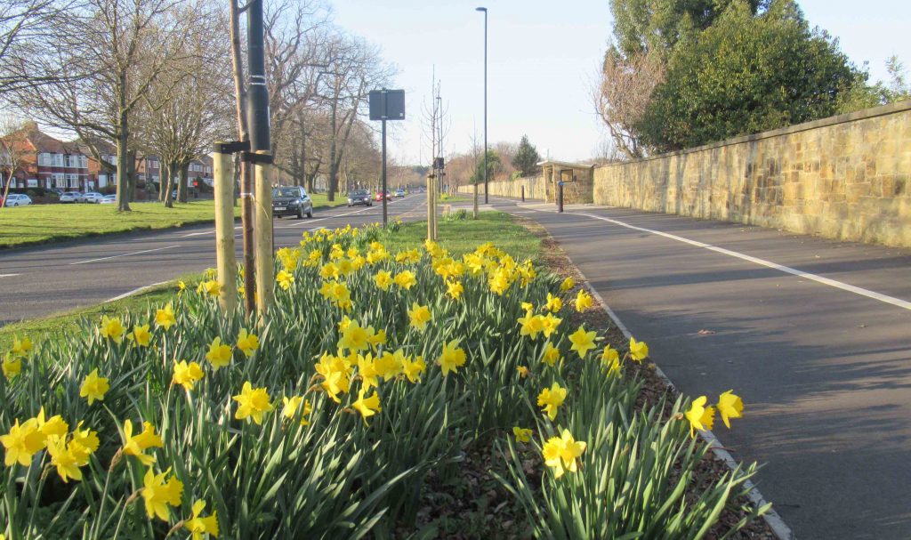 Picture of Daffodils by the Broadway to Brunton Cycle Lane